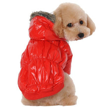 Winter Jacket