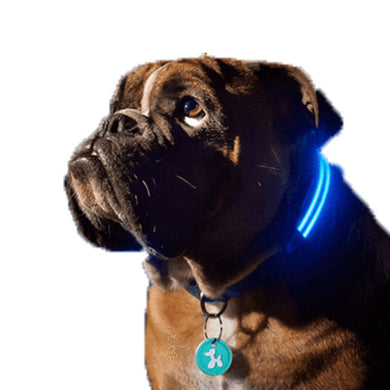 LED Dog Collar - Assorted Colors and Sizes